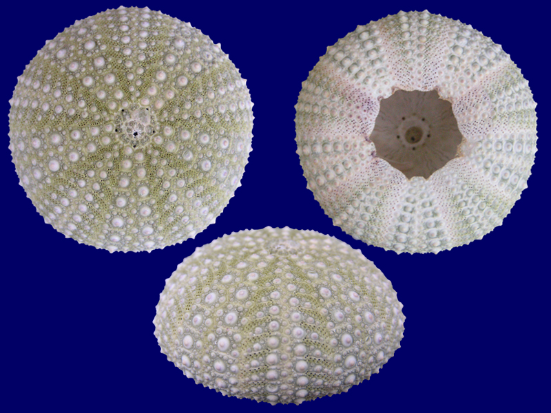 Strongylocentrotus purpuratus